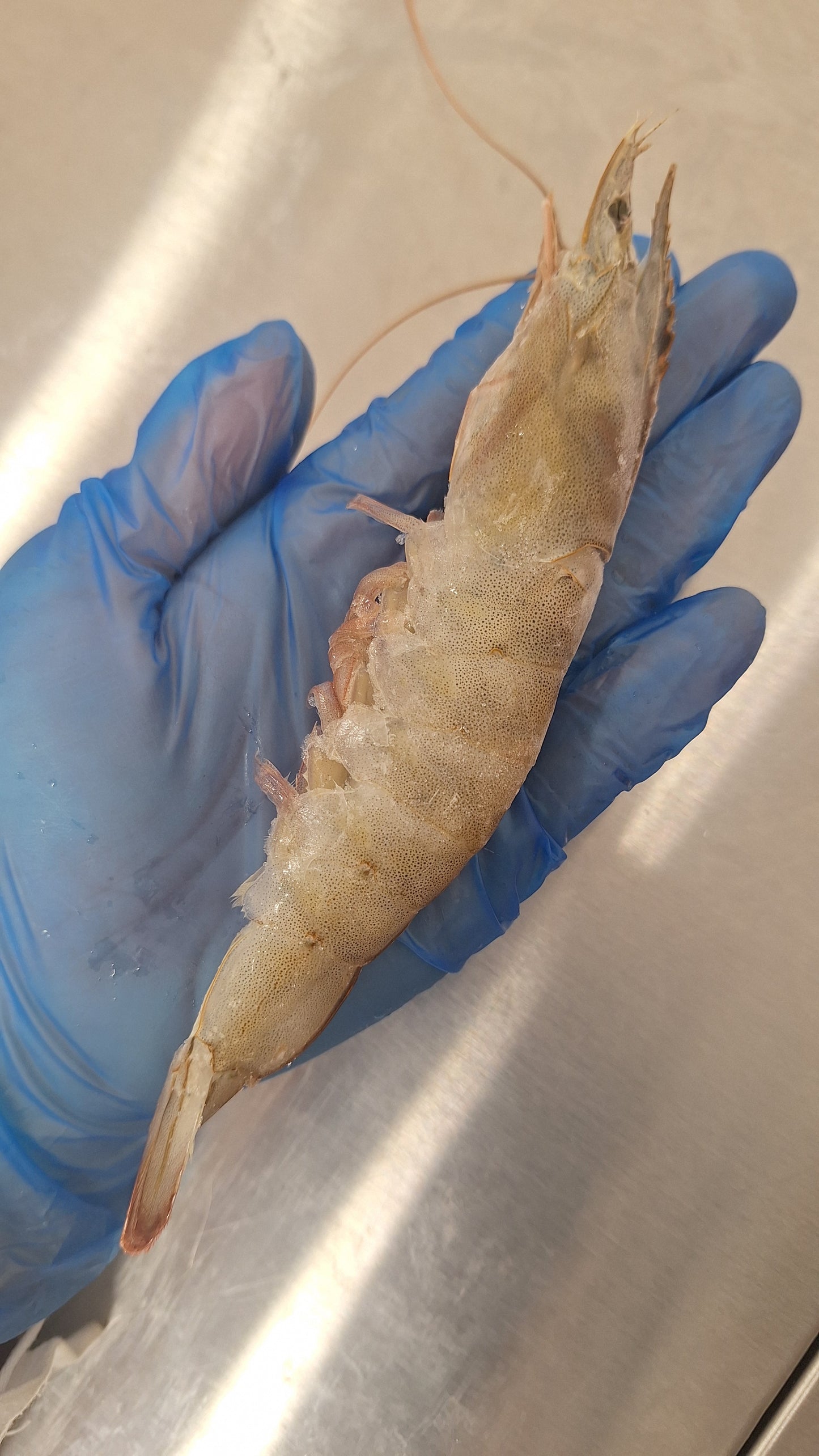 原盒南美白對蝦1kg